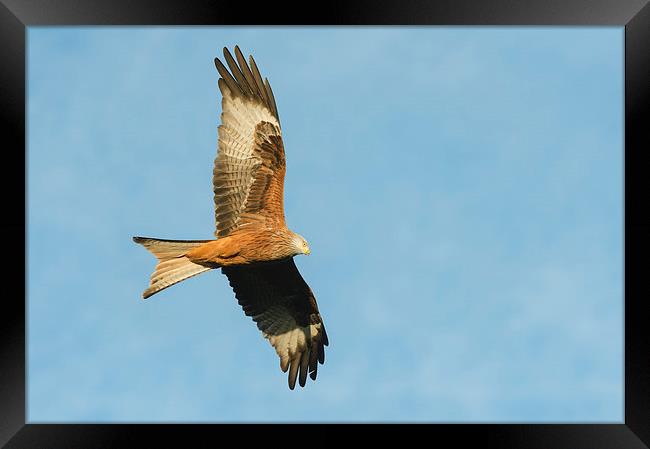 Red Kite Framed Print by Natures' Canvas: Wall Art  & Prints by Andy Astbury