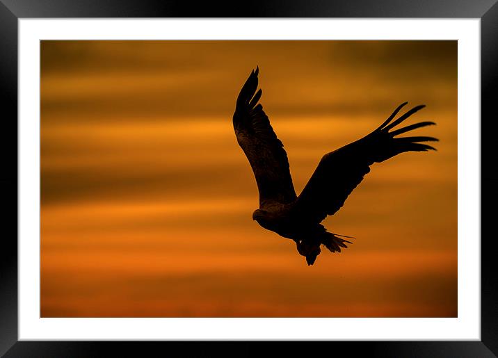 Eagle Silhouette Framed Mounted Print by Natures' Canvas: Wall Art  & Prints by Andy Astbury