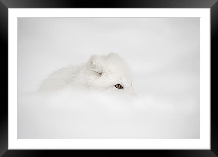 Arctic Fox Framed Mounted Print by Natures' Canvas: Wall Art  & Prints by Andy Astbury