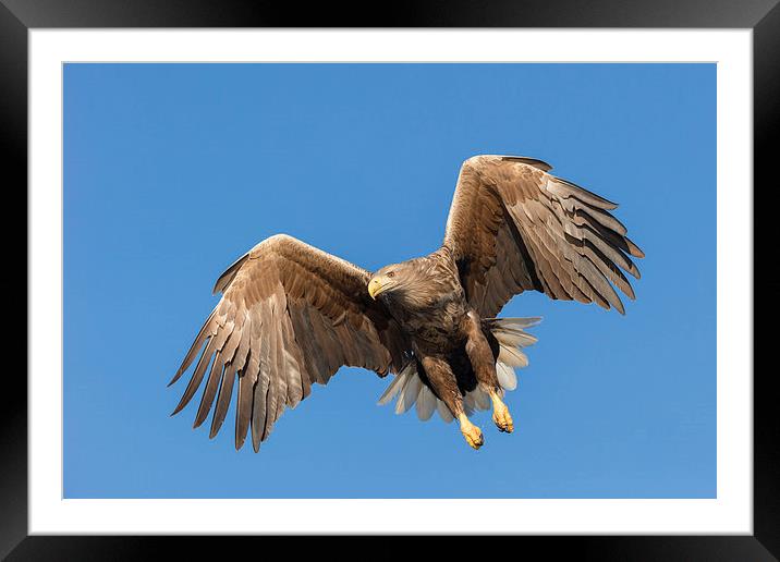 Hunting Sea Eagle Framed Mounted Print by Natures' Canvas: Wall Art  & Prints by Andy Astbury