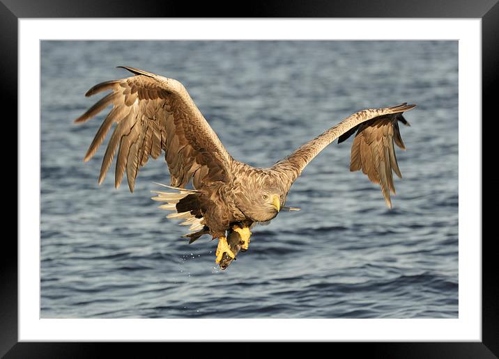 Eagle with catch Framed Mounted Print by Natures' Canvas: Wall Art  & Prints by Andy Astbury