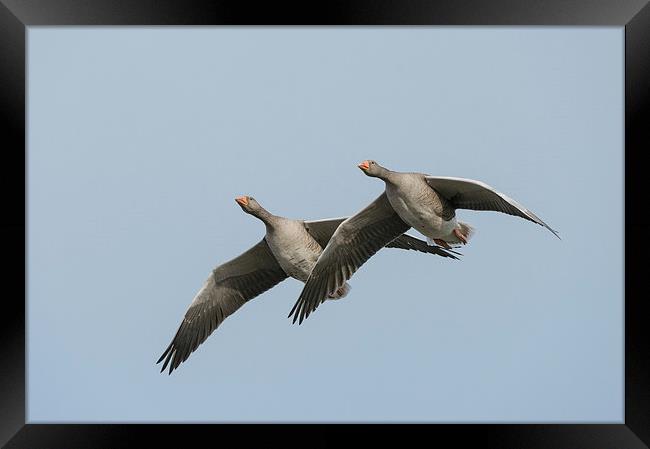 Greylag Geese in Flight. Framed Print by Natures' Canvas: Wall Art  & Prints by Andy Astbury