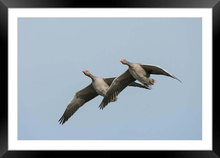 Greylag Geese in Flight. Framed Mounted Print by Natures' Canvas: Wall Art  & Prints by Andy Astbury