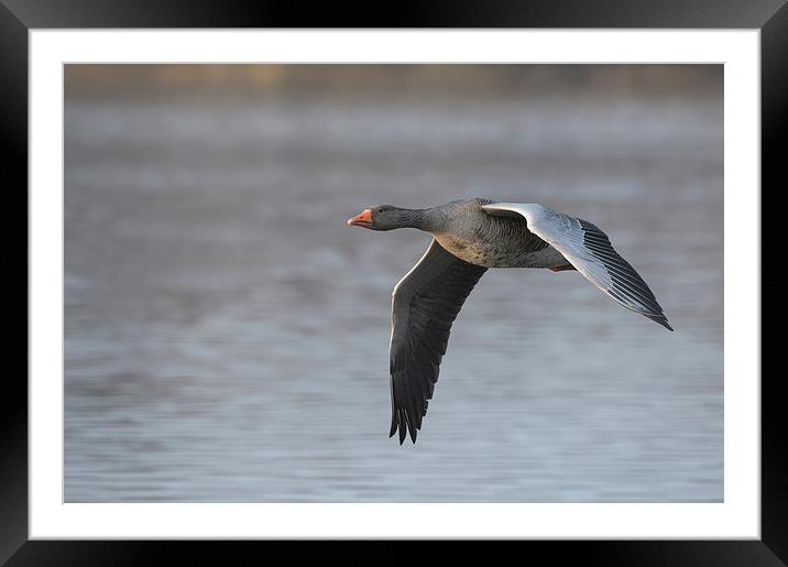 Greylag Goose in Flight. Framed Mounted Print by Natures' Canvas: Wall Art  & Prints by Andy Astbury