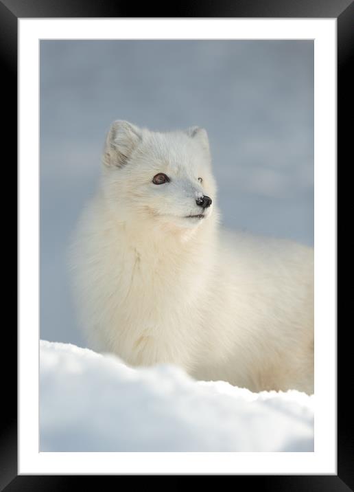 Arctic Fox in Winter Framed Mounted Print by Natures' Canvas: Wall Art  & Prints by Andy Astbury