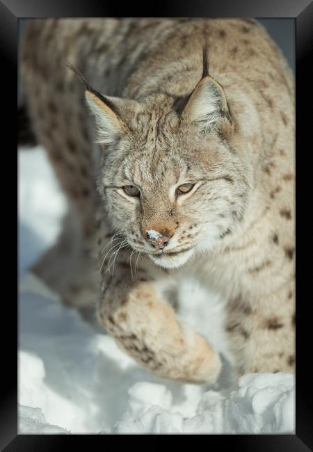A Eurasian Lynx in Snow Framed Print by Natures' Canvas: Wall Art  & Prints by Andy Astbury