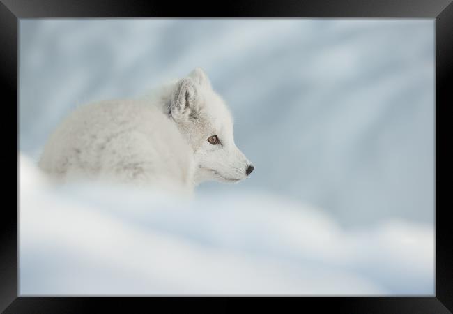 An Arctic Fox in Snow. Framed Print by Natures' Canvas: Wall Art  & Prints by Andy Astbury