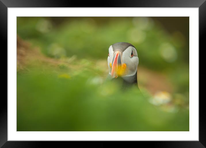 Atlantic Puffin Framed Mounted Print by Natures' Canvas: Wall Art  & Prints by Andy Astbury