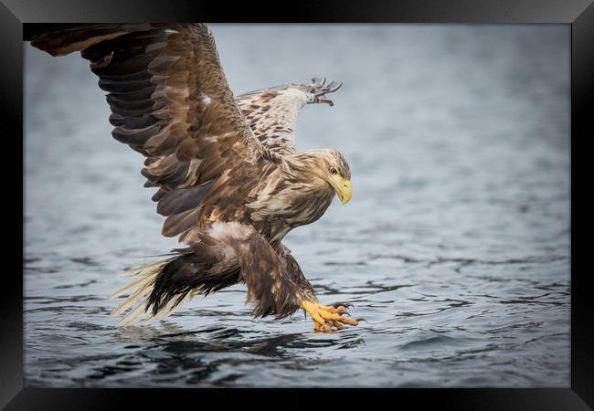 Male White-tailed Eagle Framed Print by Natures' Canvas: Wall Art  & Prints by Andy Astbury