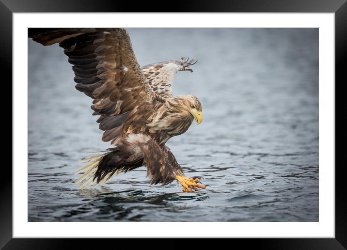 Male White-tailed Eagle Framed Mounted Print by Natures' Canvas: Wall Art  & Prints by Andy Astbury