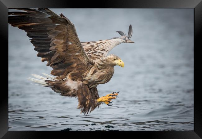 Male White-tailed Eagle Framed Print by Natures' Canvas: Wall Art  & Prints by Andy Astbury