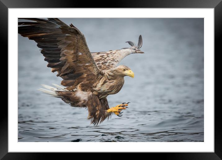 Male White-tailed Eagle Framed Mounted Print by Natures' Canvas: Wall Art  & Prints by Andy Astbury