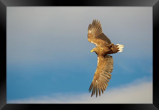 White-tailed Eagle Framed Print by Natures' Canvas: Wall Art  & Prints by Andy Astbury