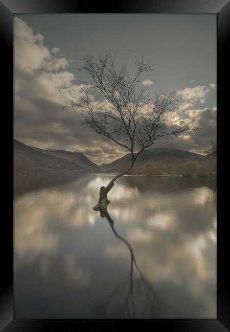 Lone Tree Reflection Framed Print by Natures' Canvas: Wall Art  & Prints by Andy Astbury