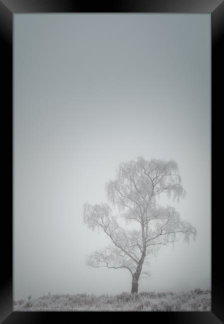 Lone Tree in Winter Framed Print by Natures' Canvas: Wall Art  & Prints by Andy Astbury