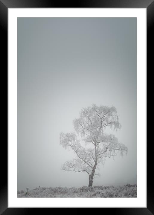Lone Tree in Winter Framed Mounted Print by Natures' Canvas: Wall Art  & Prints by Andy Astbury