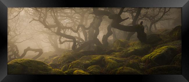 Ancient Woodland in the Peak District Framed Print by Natures' Canvas: Wall Art  & Prints by Andy Astbury