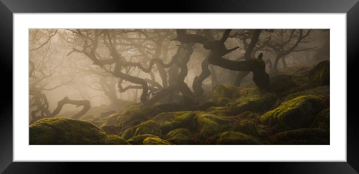 Ancient Woodland in the Peak District Framed Mounted Print by Natures' Canvas: Wall Art  & Prints by Andy Astbury