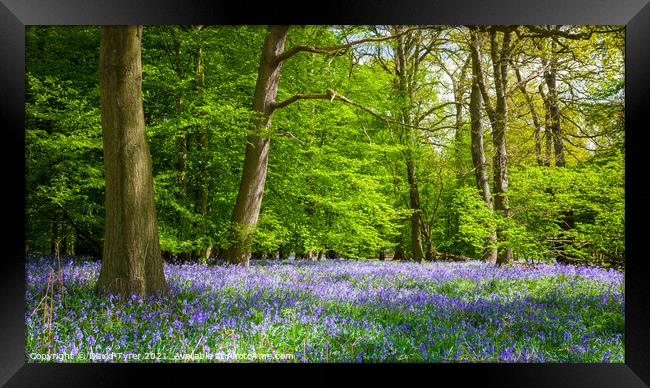 Enchanting Bluebell Bloom in Ancient Essex Woodlan Framed Print by David Tyrer