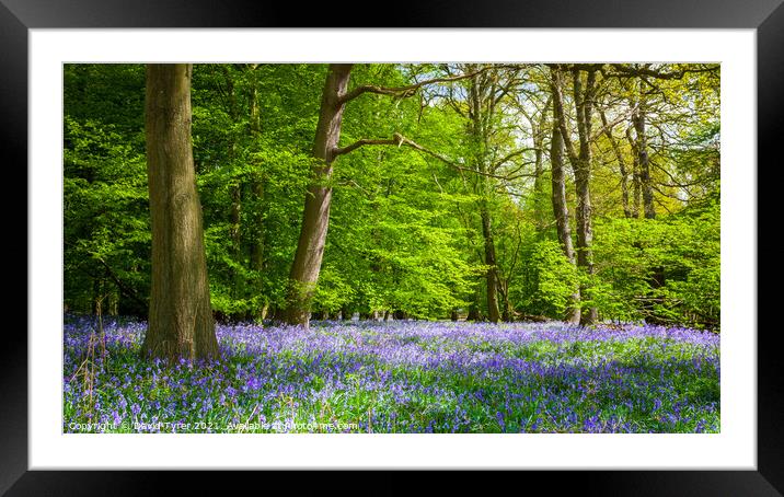 Enchanting Bluebell Bloom in Ancient Essex Woodlan Framed Mounted Print by David Tyrer