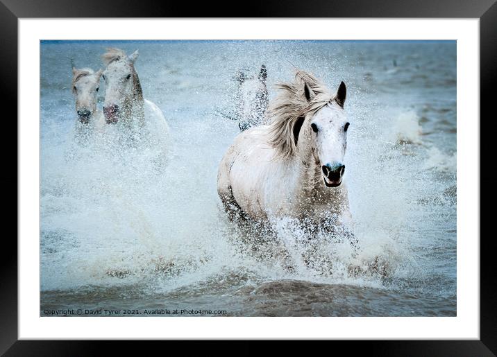 White Camargue Horses' Coastal Charge Framed Mounted Print by David Tyrer