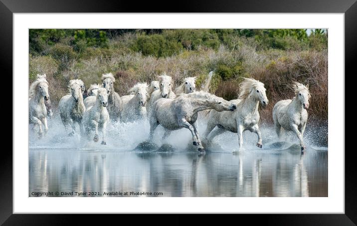 Riveting Camargue Equine Showdown Framed Mounted Print by David Tyrer