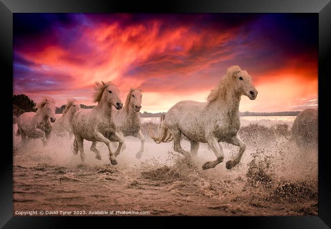 Camargue Horses Sunset Framed Print by David Tyrer