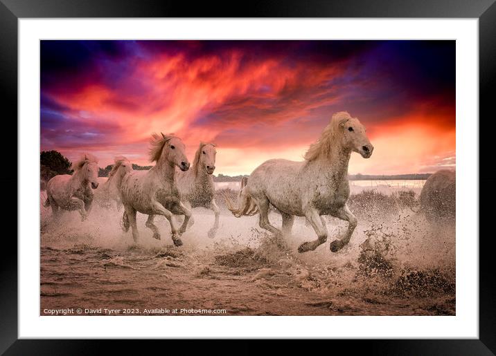 Camargue Horses Sunset Framed Mounted Print by David Tyrer