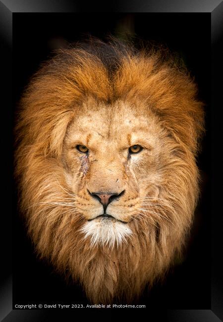 Majestic Lion portrait Framed Print by David Tyrer