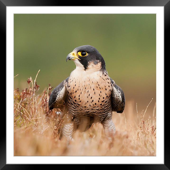 Peregrin Falcon Framed Mounted Print by David Tyrer