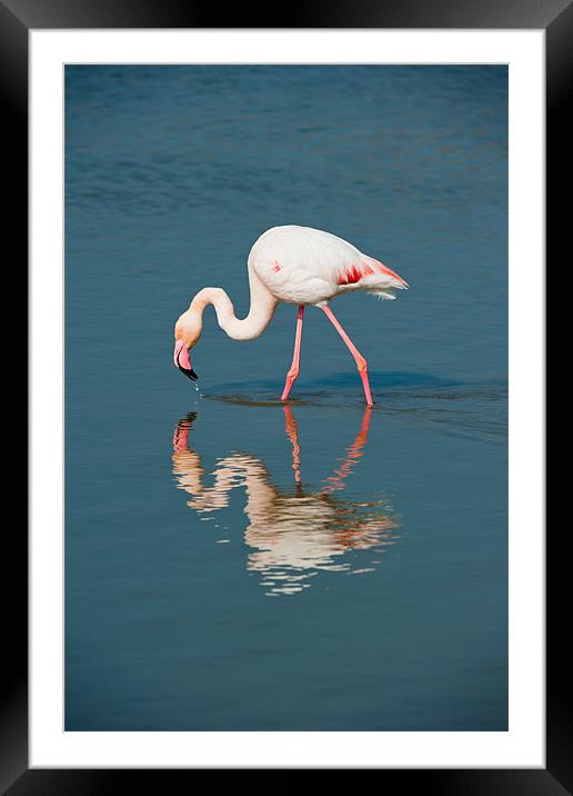 Pink Flamingo Framed Mounted Print by David Tyrer