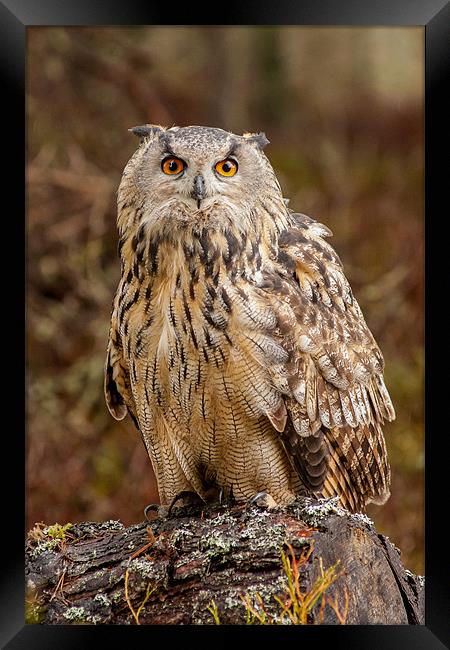 Intimidating Hunt of the Bubo Bubo Framed Print by David Tyrer