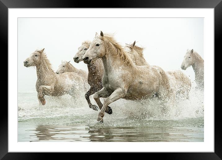 Galloping Grace of Camargue Horses Framed Mounted Print by David Tyrer