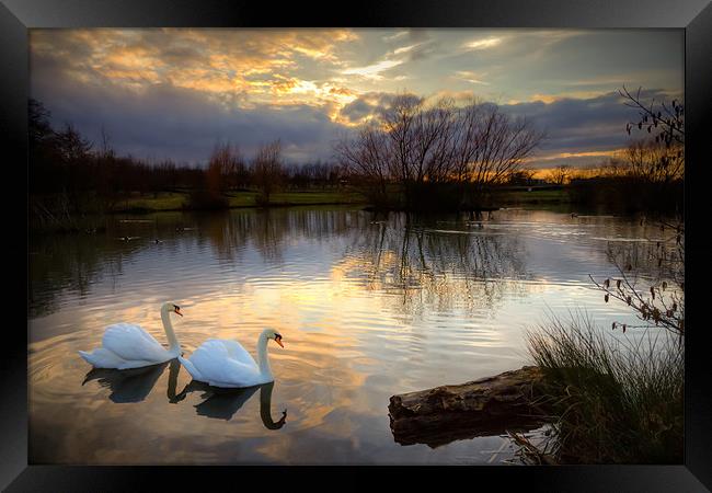 'Sunset Serenade: Swans on Lake' Framed Print by David Tyrer