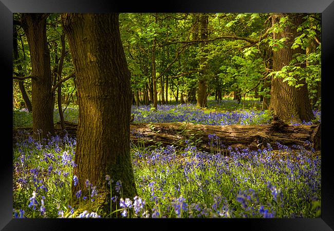 Enchanted Bluebell Woodland Spring Framed Print by David Tyrer