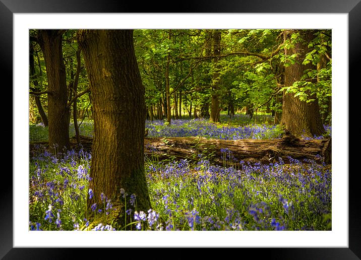 Enchanted Bluebell Woodland Spring Framed Mounted Print by David Tyrer