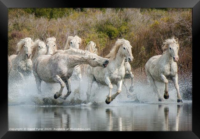 White Horses of the Camargue Framed Print by David Tyrer