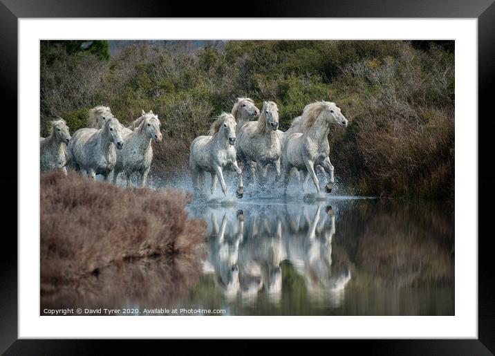 Galloping Grace: Camargue Horses Framed Mounted Print by David Tyrer