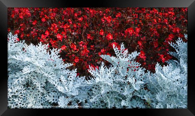 Silver Dust and Begonias Framed Print by David Tyrer