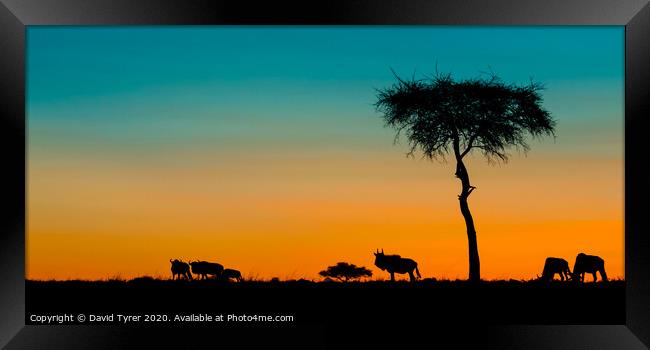 Twilight in the Masai Mara Framed Print by David Tyrer