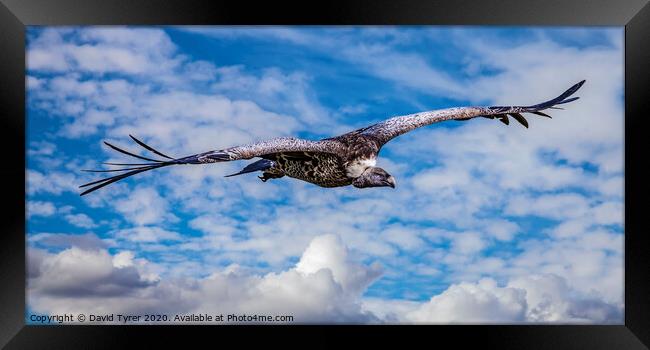 Griffon Vulture Circling Framed Print by David Tyrer
