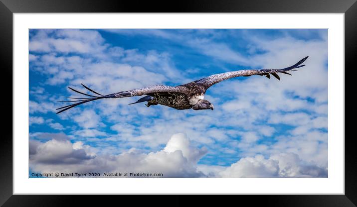 Griffon Vulture Circling Framed Mounted Print by David Tyrer