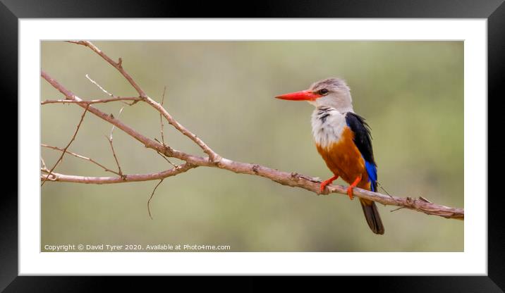 Grey Headed Kingfisher Framed Mounted Print by David Tyrer