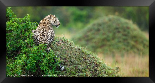 Leopard's Panoramic Surveillance Framed Print by David Tyrer