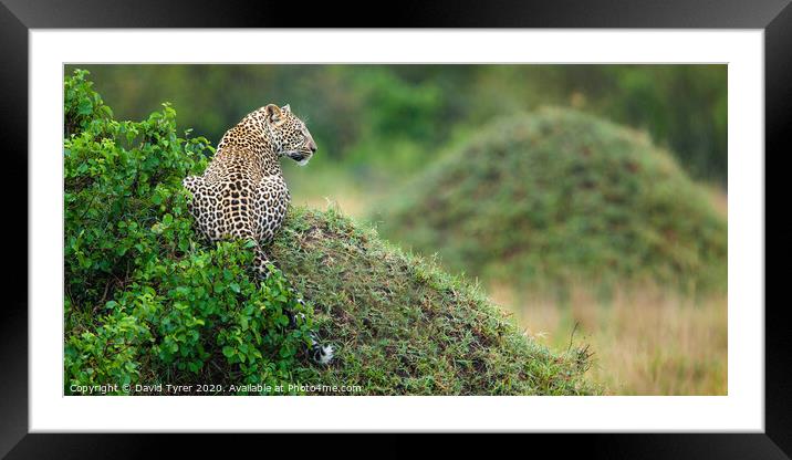 Leopard's Panoramic Surveillance Framed Mounted Print by David Tyrer