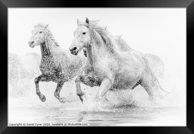 Camargue Horses Framed Print by David Tyrer