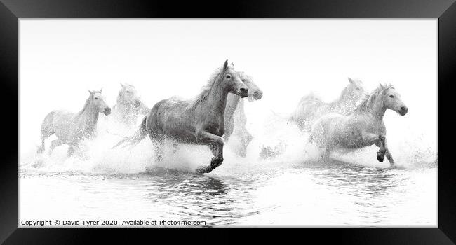Galloping Grace of Camargue Horses Framed Print by David Tyrer