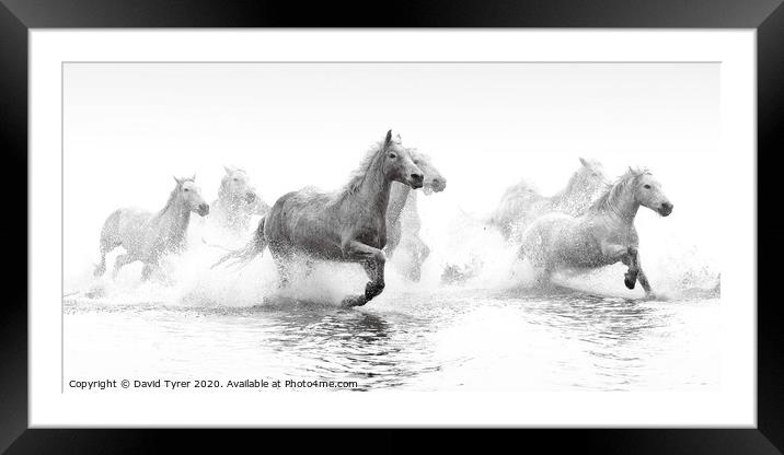 Galloping Grace of Camargue Horses Framed Mounted Print by David Tyrer