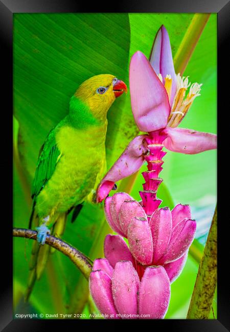 Perfect Lorikeet Framed Print by David Tyrer