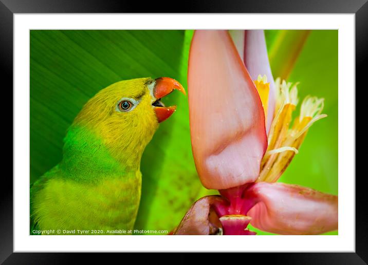 Perfect Lorikeet Framed Mounted Print by David Tyrer
